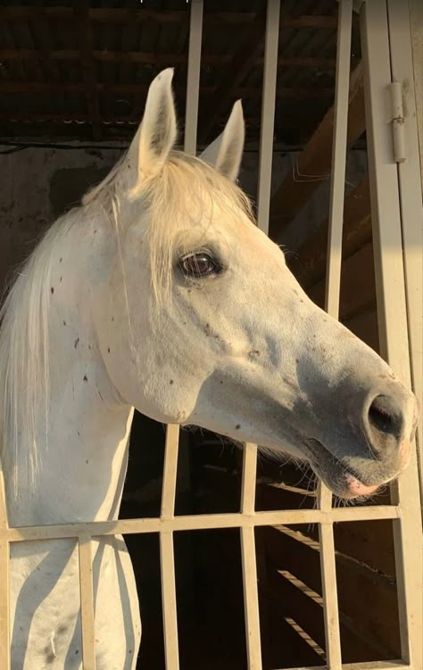 Beautiful White Horse Photography, White Horses Aesthetic, Iphone Wallpaper King, Horses Aesthetic, Beautiful White Horse, Horsey Life, Horse Riding Aesthetic, Cute Horse Pictures, Life Advice Quotes Inspiration