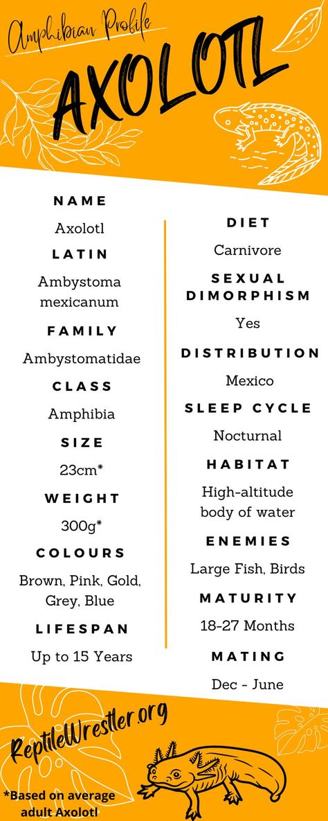 Axolotl Profile Infographic Ghost Shrimp, Mosquito Larvae, Brine Shrimp, Water Dragon, Earthworms, Sleep Cycle, Types Of Food, Amphibians, Lost