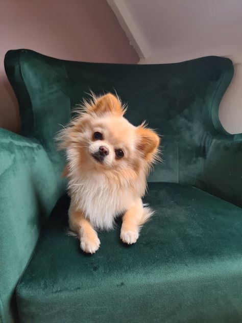 Long Haired Teacup Chihuahua, Chiuaua Dog, Fluffy Chihuahua, Pomchi Dogs, Pomchi Puppies, Psy Chihuahua, Pomeranian Chihuahua, Baby Chihuahua, Every Dog Breed