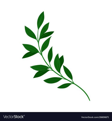 Green Leaves Drawing, Leaves On Branch, Leaf Vector Illustration, Flowers Icon, Branch Drawing, Branch With Leaves, Branch Leaves, Leaf Vector, Leaves Png