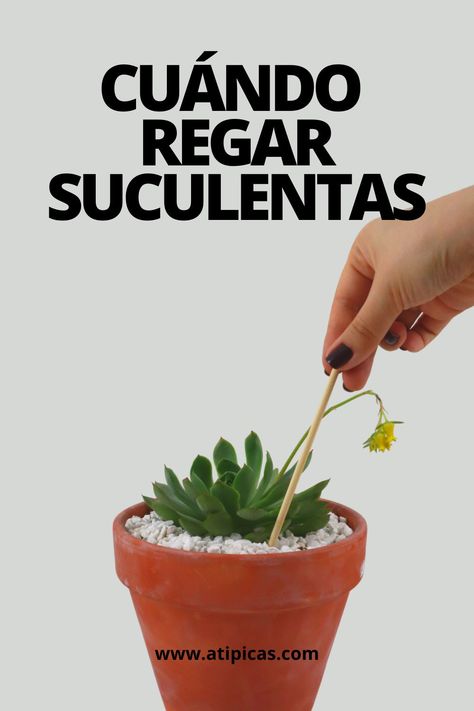 Terrarios Suculentas Ideas, Suculentas Ideas, Succulent Outdoor, Gutter Garden, Garden Basket, Succulent Gardening, Garden Deco, Garden Terrarium, Jade Plants