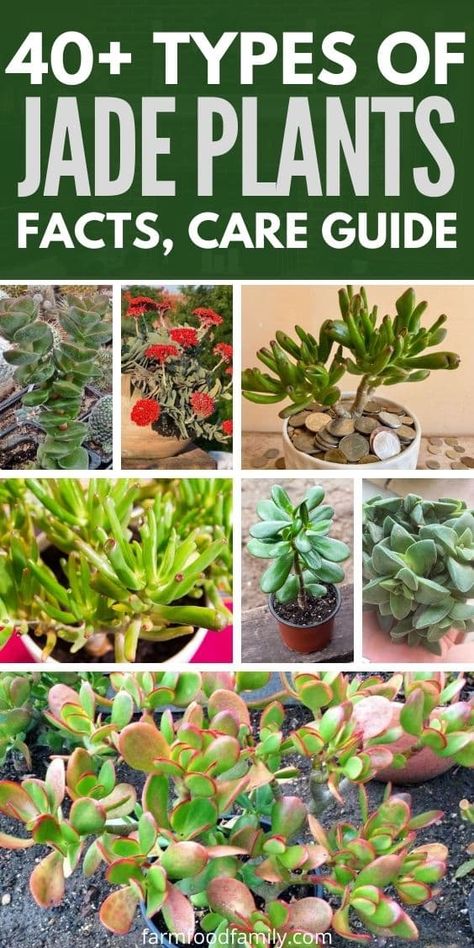 40+ Different Types Of Jade Plants (Crassula Ovata) With Pictures Crassula Ovata Jade, Types Of Jade Plant, Crassula Succulent Types, Jade Plant Decor Ideas, Types Of House Plants, Bonsai Growing, Jade Plant Care, Jade Succulent, Plant Jungle