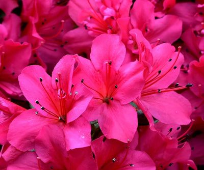 dark pink flowers - RENK RENK Pink Flower Centerpieces, Outdoors Tattoos, Quotes Outdoors, Pink Flowers Photography, Dark Pink Flowers, Crystal River Florida, Pink Flower Nails, Wallpers Pink, Pink Flower Painting