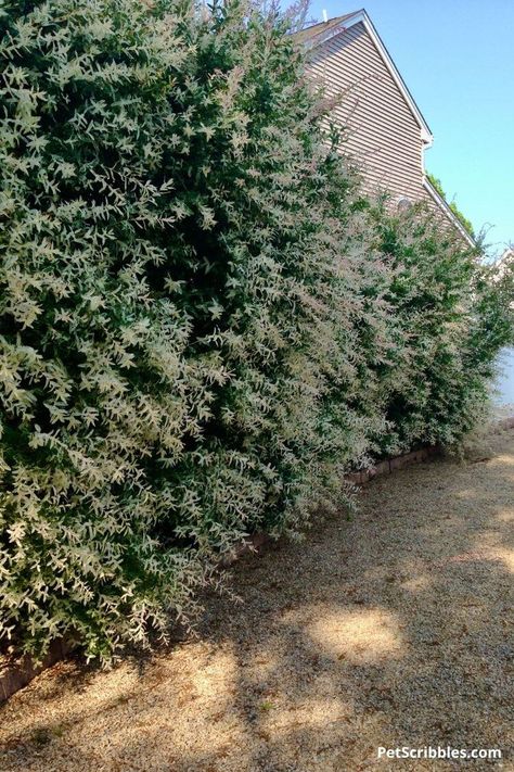 Dappled Willow is an easy-care shrub with gorgeous Spring and Summer color plus red twigs in Winter. Great for wet spots in your yard. Learn about Dappled Willow in this complete guide and see if it might be the perfect shrub for your landscape. Dappled Willow Shrub, Dappled Willow Tree, Willow Bush, Fast Growing Shrubs, Endless Summer Hydrangea, Privacy Hedge, Hedging Plants, Dappled Willow, Picture Tree