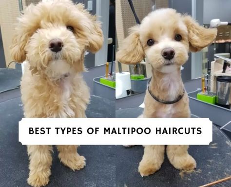 Best Types of Maltipoo Haircuts with Pictures! (2021) - We Love Doodles Poodle Teddy Bear Cut, Teddy Bear Doodle, Maltipoo Haircuts, Puppy Haircut, Cavapoo Dogs, Maltipoo Dog, Poodle Hair, Teddy Bear Puppies, Dog Grooming Styles