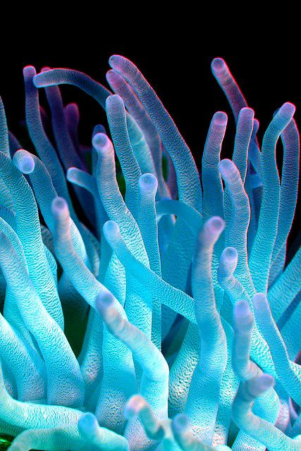 Imgur: The most awesome images on the Internet Kristina Webb, Creature Marine, Fauna Marina, Marine Sea, Sea Anemone, Life Aquatic, Beautiful Sea Creatures, Underwater Creatures, Underwater Life