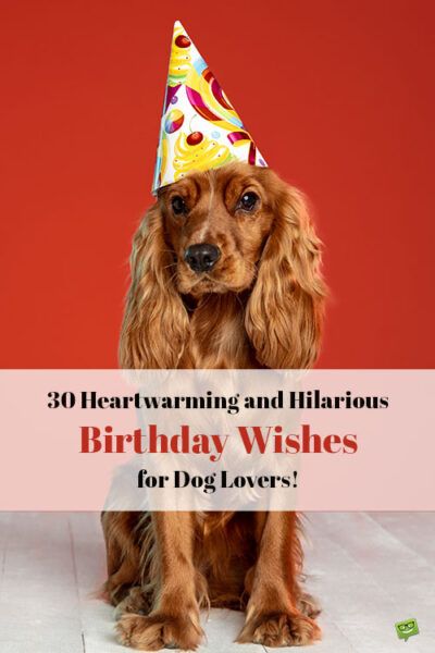 30 Heartwarming and Hilarious Birthday Wishes for Dog Lovers! Happy Birthday From The Dog, Dog Birthday Greetings, Happy Birthday To Dog Quotes, Funny Dog Birthday Wishes, Dog Birthday Sayings, Happy Birthday Wishes Dog Lover, Birthday Wishes With Dogs, Dog Birthday Wishes Quotes, Dog Birthday Captions Instagram