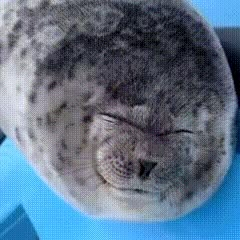 Seal Stimboard, Gif Pfps Aesthetic, Seal Gif, Seal Meme, Seal Icon, Sea Gif, Seal Videos, Ocean Gif, Silly Gifs