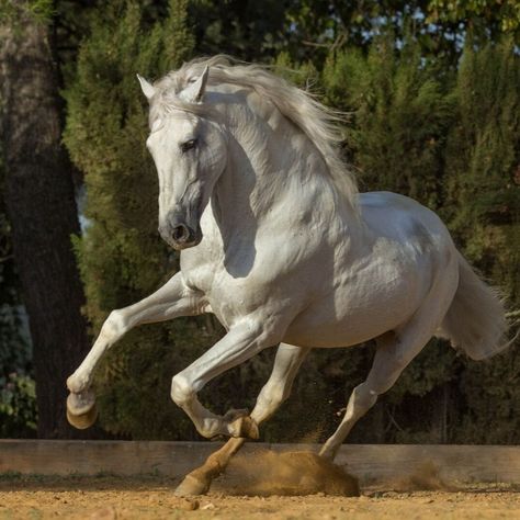 Horse Reference Photos For Artists, Horses Reference, Horse Study, Horse Reference, Famous Horses, Galloping Horse, Horse Photo, Horse Anatomy, Horse Dressage