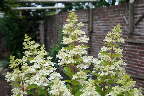 Buy hydrangea Hydrangea paniculata 'Confetti ('Vlasveld02') (PBR)': Delivery by Waitrose Garden in association with Crocus Pinnacle Hydrangea, Herbaceous Border, Hydrangea Paniculata, Cottage Inspiration, English Cottage Garden, White Cottage, Garden Care, English Cottage, Mulch