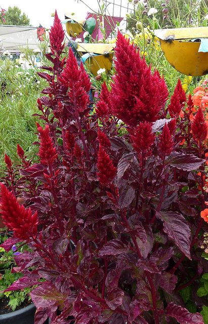 Celosia 'Sunday Red', available July through October Celosia Argentea, Celosia Flower, Purple Foliage, Flower Containers, Goth Garden, Gothic Garden, Red Garden, Fire Flower, Garden Help