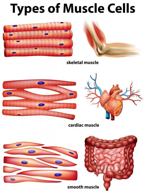 Muscle Cell, Cell Diagram, Sistem Saraf, Types Of Muscles, Study Biology, Basic Anatomy And Physiology, Nursing Student Tips, Biology Facts, Medical Student Study