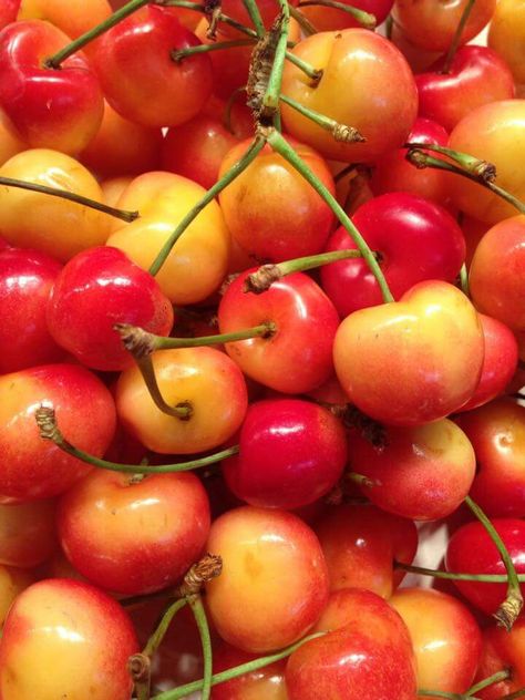 I ❤️ cherries but especially Ranier Cherries. They're pricey but so good!! Pancha Tattva, Yellow Cherries, Cherries Aesthetic, Aesthetic Fruits, Rainier Cherries, Cherry Farm, Summer Cherries, Fruit Picture, Kinds Of Fruits