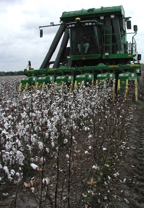 Cotton Picker, Farming Land, Yarn Collection, Farming Life, Cotton Fields, Victory Garden, Country Stuff, Agriculture Farming, Cotton Farming