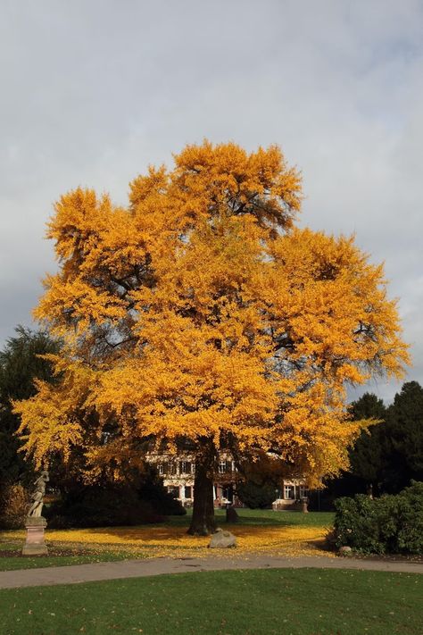 Gingko Biloba Tree, Ginkgo Biloba Tree, Amazing Backyard, Living Fossil, Garden Decoration Ideas, Ancient Trees, Ginkgo Tree, Yellow Tree, Ginkgo Biloba