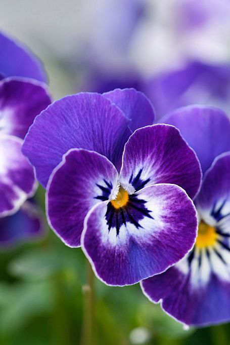 What Your Birth Flower Says About Your Personality February Violet, Purple Pansies, Private Person, Collage Foto, Flower Meanings, Flowers Petals, Pansies Flowers, Month Flowers, Arte Inspo