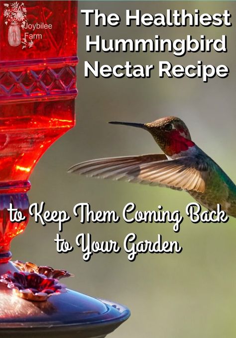 This healthy hummingbird nectar recipe and glass feeders will keep those pretty hummingbirds coming back to your garden year after year. Hummingbird Feeder Recipe, Homemade Hummingbird Nectar, Homemade Hummingbird Food, Hummingbird Habitat, Hummingbird Nectar Recipe, Diy Hummingbird Feeder, Backyard Birds Watching, Backyard Birds Sanctuary, Hummingbird Food