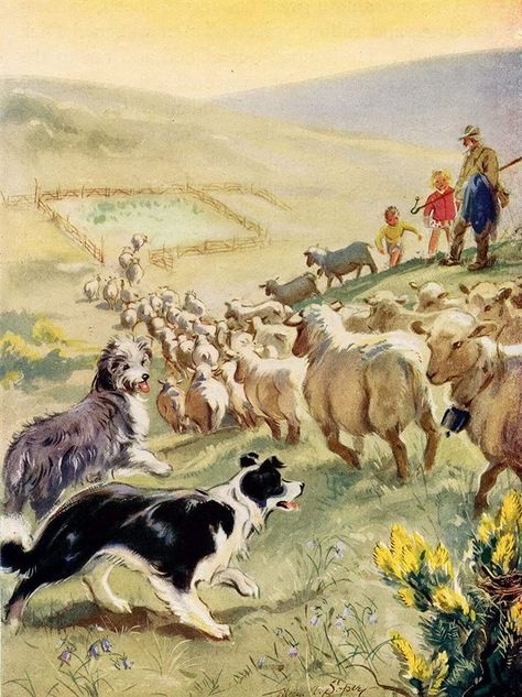 Border Collie Herding, Herding Dogs Breeds, Sheep Illustration, Dog Sketch, Farm Art, Border Collie Dog, Herding Dogs, Collie Dog, Sporting Dogs