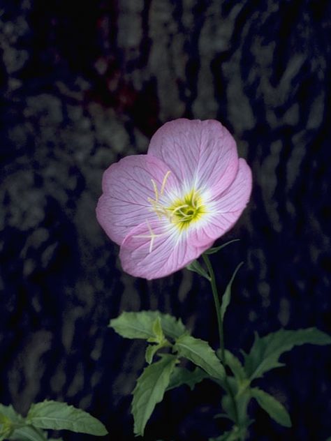 Oenothera speciosa (Pink evening primrose) | NPIN Pink Primrose Tattoo, Oenothera Speciosa, Pink Evening Primrose, Evening Primrose Flower, Flower References, Primrose Flower, Tattoo Plant, Lady Bird Johnson Wildflower Center, Seed Collection