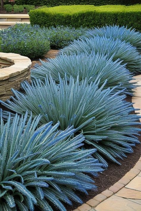 Looking for low-maintenance garden ideas? Succulent Ground Cover, Low Maintenance Garden, Ground Cover Plants, Ground Cover, Pool Area, Low Maintenance, Garden Ideas, Pool, Plants