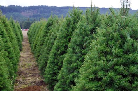 The Ultimate Guide to U-Cut Christmas Tree Farms | Portland Monthly Christmas Tree Farm Business, Planting Christmas Trees, Starting A Christmas Tree Farm, Growing Christmas Trees, How To Start A Christmas Tree Farm, Starting A Pumpkin Patch Business, Tree Farm Ideas, Pumpkin Patch Business, Real Xmas Trees