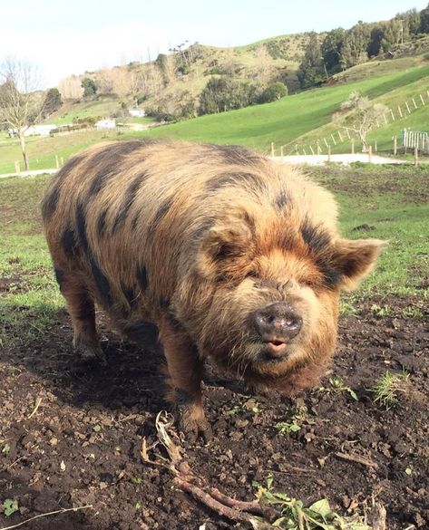 Don't you just want to give this fluffy spotted pig a kiss on its cute little snout? Mangalica Pigs, Kune Kune Pigs, Pet Pig, Big Pigs, Cute Piglets, Kissy Face, Mini Pigs, Pet Pigs