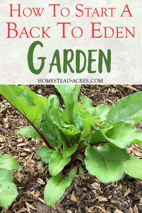 How To Start A Back To Eden Garden text overlaid on a photo of beets growing in a wood chip mulch garden. Back To Eden Gardening, Back To Eden Garden, Back To Eden, Organic Gardening Pest Control, Beginner Gardening, Eden Garden, Dig Gardens, Backyard Garden Layout, Garden Layout Vegetable