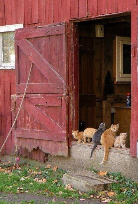 Country Barns, Söt Katt, Farms Living, Down On The Farm, Red Barns, A Barn, Old Barns, Country Farm, Red Barn