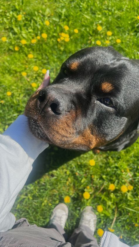 Rottweiler Dog Aesthetic, Rottweilers Aesthetic, Rottweiler Puppies Aesthetic, Cute Rottweiler Aesthetic, Dog Rescue Aesthetic, Rotwiller Dogs Aesthetic, Big Rottweiler Dogs, Rot Weiler, Aesthetic Rottweiler