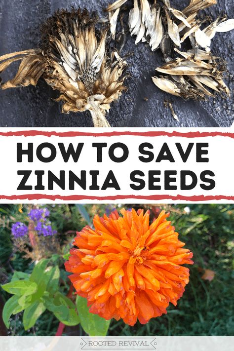 How To Collect Seeds From Zinnias, Save Zinnia Seeds, Collecting Zinnia Seeds, How To Collect Zinnia Seeds, How To Save Zinnia Seeds, How To Dry Zinnia Flowers, Harvesting Zinnia Seeds, Saving Zinnia Seeds, Zinnia Seeds Harvesting