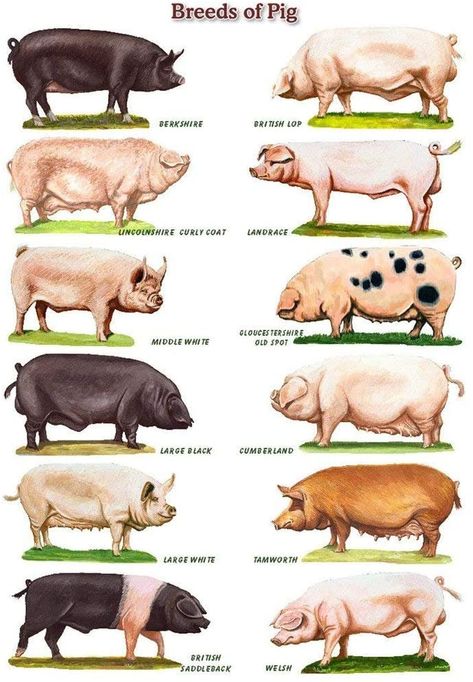 Types Of Pigs, Livestock Judging, Raising Pigs, Pig Breeds, Raising Farm Animals, Pig Pen, Pig Art, Pig Farming, Animal Science