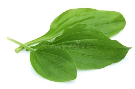 Plantain leaves. Three sheets of a plantain on a white background #Sponsored , #Sponsored, #PAID, #leaves, #background, #white, #Plantain Herb Background, Bug Cake, Plantain Leaves, Leaves Background, Cake Images, Background White, Brochure Design Template, Stock Photography, Plant Leaves