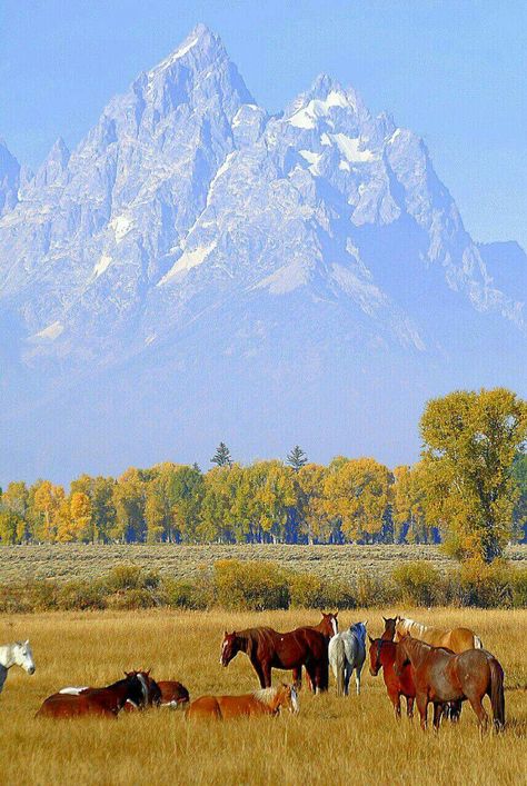 Wyoming Western Aesthetic, Wyoming Summer, Wyoming Aesthetic, Wyoming Landscape, Collateral Beauty, Western Aesthetic, Farm Scene, Nature Aesthetic, Yellowstone National Park