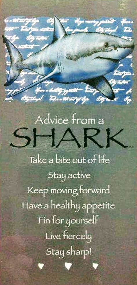 Shark Quotes, Shark Stuff, Sea Bathroom, Shark Facts, All About Sharks, Tattoo Inspiration Men, Bathroom Diy, Bigger Boat, Shark Week