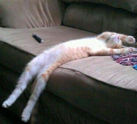 Cats Sleeping Funny, Sleeping Funny, Sleep Meme, Sleeping Cats, Sleep Funny, Mother Cat, Owning A Cat, Cat Funny, Cat Sleeping