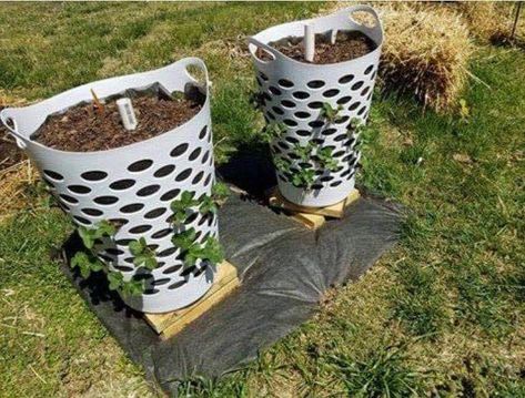 Grow Strawberries, Strawberry Planters, Strawberry Garden, Plastic Clothes, Plants Growing, Clothes Hamper, Growing Strawberries, Have Inspiration, Veg Garden