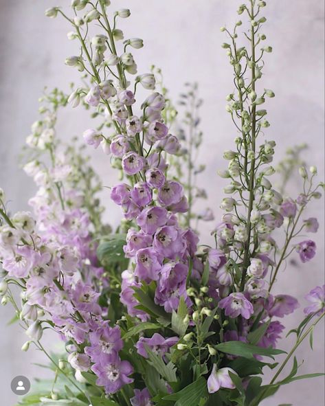 Lilac Delphinium, Lavender Larkspur, Lavender Delphinium, Purple Hydrangea Wedding, Purple Delphinium, Purple Larkspur, Larkspur Tattoo, White Flowers Garden, July Flowers