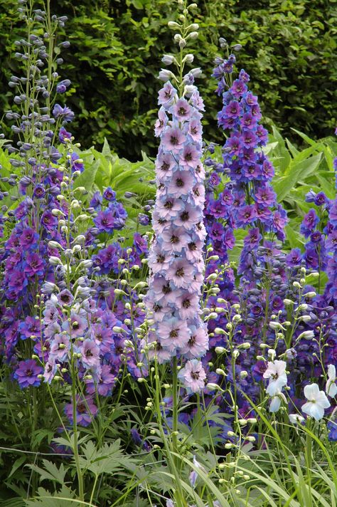 What are the secrets to the correct care of delphinium? Read this article for tips about delphinium planting and how to get the best performance from growing delphinium plants. Delphinium Bouquet, Summer Perennials, Delphinium Plant, Easy Perennials, Delphinium Flowers, Best Perennials, Garden Vines, Garden Wallpaper, Garden Shrubs