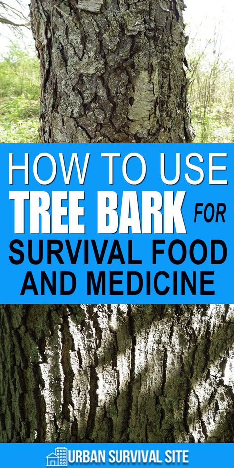 Edible Tree Bark, Survival Skills Wilderness, Scavenging Survival, Survival Medicine, Survival Foods, Off Grid Survival, Shtf Survival, Survival Hacks, Survival Ideas