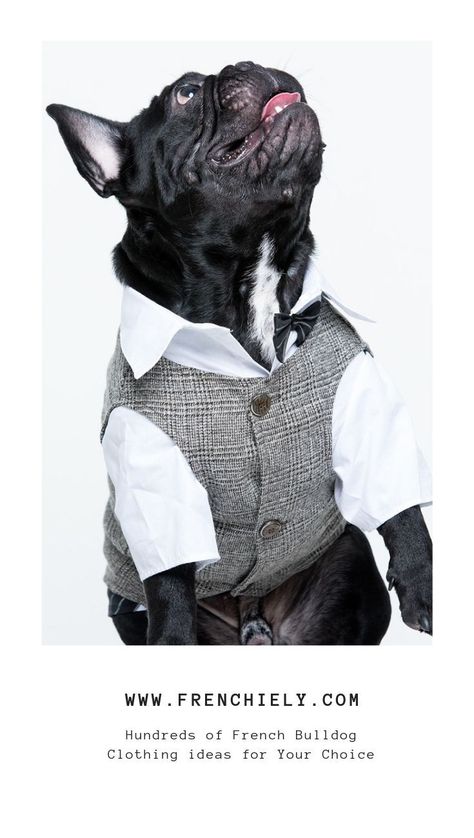 Are you thinking about finding a wedding suit tuxedo for your French Bulldog? Do not waste your time on that, I already selected 10 well-tailored formal suits wedding attire for your Frenchies #weddingdog #pug #frenchbulldog ##buhi#bullylove #französischebulldogge #bouledoguefrancaise #frenchbulldog #dogsuit Do Not Waste Your Time, Clothes Sweaters, French Bulldog Clothes, Dog Outfits, Suit Tuxedo, Dog Suit, Suits Wedding, Dog Raincoat, Sweaters Hoodies