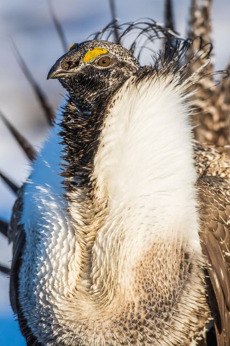 Greater Sage-Grouse. Mule Deer, Endangered Species, Sage Grouse, Non Renewable Energy, Plant Covers, Bird Pictures, Flora And Fauna, Ecosystem, Native Plants