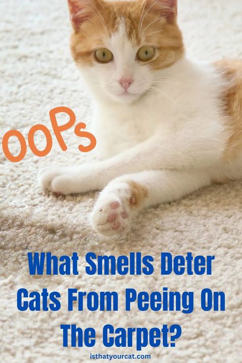 what-smells-deter-cats-from-peeing-on-carpet Cat Pee Smell Removal, Remove Cat Urine Smell, Cat Urine Remover, Cat Pee Smell, Cat Urine Smells, Pee Smell, Urine Smells, Cat Pee, Cat Urine