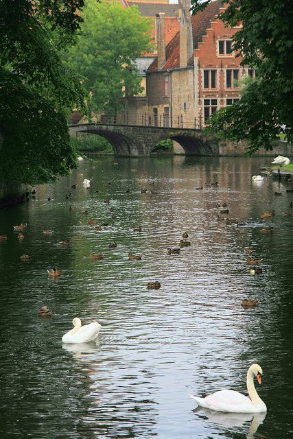 Les cygnes de Bruges (Belgique)   Discover and collect amazing bucket lists created by local experts. #Bruges #travel #local #bucket #list #bucketlist  www.cityisyours.com/explore Bruge Belgium, Belgium Bruges, Brugge Belgium, Lazy River, Bruges Belgium, Belgium Travel, Romantic City, Weekend Breaks, Family Law