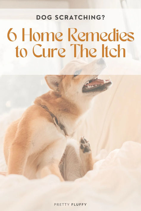 Scratch your pup's itch with these natural home remedies for itchiness in dogs.  See our top list of dog scratching remedies at Pretty Fluffy - the ultimate destination for dog lovers.  #dogitchingremedies #stopdogscratching Natural Remedy For Dogs Itching, Dog Itching Remedies Allergies, Dog With Dry Itchy Skin, Natural Remedy For Itchy Dog, Dogs With Itchy Skin Remedies, Dogs Itching Relief, Stop Dog Itching Remedies, Natural Remedies For Itchy Dogs, How To Relieve Dogs Itchy Skin