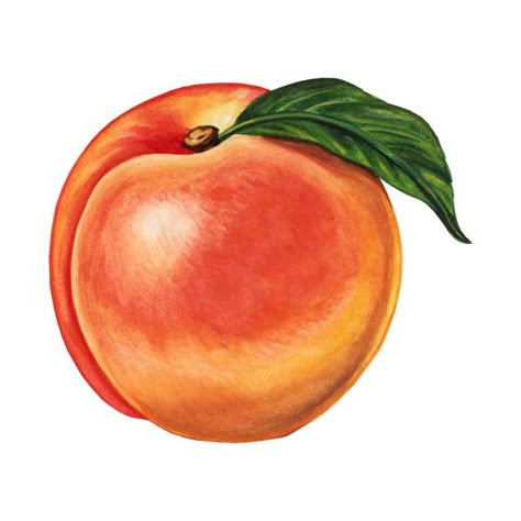 Check out this awesome 'Peach' design on @TeePublic! Different Types Of Fruits Drawing, Peach Drawing Realistic, Colored Pencil Fruit Drawing, Peaches Drawing, Orange Drawing, Peach Sticker, Peach Drawing, Peach Painting, Fruit Drawing