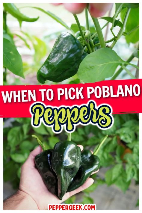 How To Dry Poblano Peppers, Drying Poblano Peppers, Fresh Poblano Pepper Recipes, What To Do With Poblano Peppers, Freezing Poblano Peppers, Canning Poblano Peppers, Preserving Poblano Peppers, Plobanos Peppers Recipes, Pablano Pepper Recipe