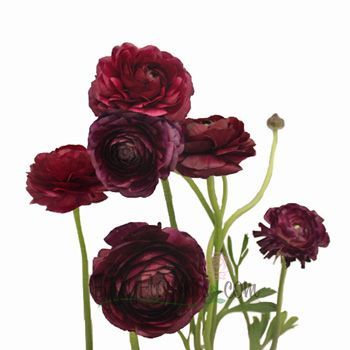 Burgundy Flowers on Pinterest | Flower Girl Dresses, Flower Girls ... Making Plant Pots, Ranunculus Flowers, Jewel Tone Wedding, Burgundy Flowers, Fresh Cut Flowers, Burgundy Wine, Burgundy Wedding, Ranunculus, Types Of Flowers