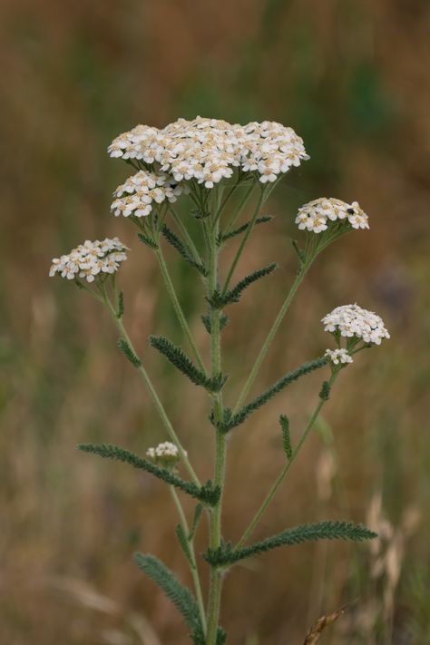 A quintessential yarrow flower stalk with small white flowers in umbrellas at the top and furry green leaves poking out from the stem below. Wild Flowers Reference, Yarrow Painting, White Yarrow, Meadow Plants, White Wild Flowers, Western Tattoo, Yarrow Plant, Blooms All Summer, Nature Reference