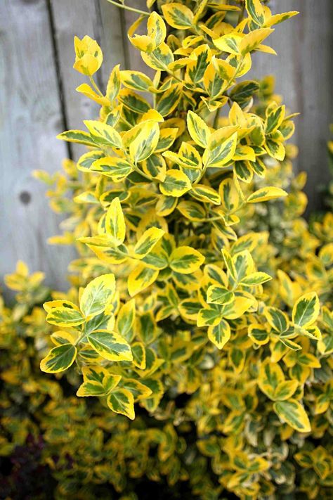 30 Shrubs That Grow in Shade Best Shrubs For Shade, Yellow Shrubs, Shade Loving Shrubs, Landscaping Shrubs, Shade Landscaping, Bushes And Shrubs, Shade Shrubs, Garden Shrubs, Front Porches