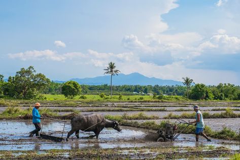 Farmer Philippines, Carabao Philippines, Agriculture Philippines, Farm In Philippines, Filipino Landscape, Philippine Farm, Farmer Pictures, Farm Philippines, Philippine Aesthetic